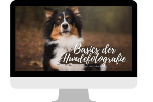 Online Seminar PC Hundefotografie Weiterbildung