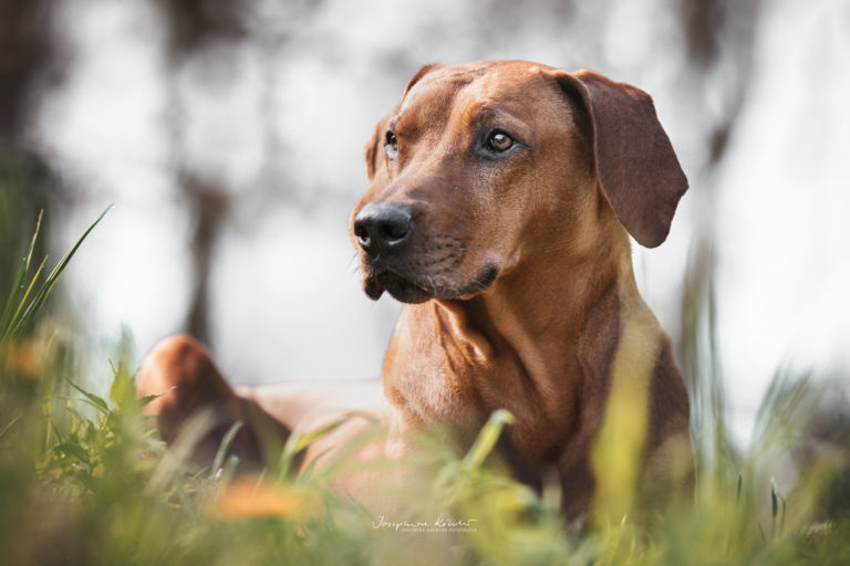 Hundeportrait Brandenburg Hundefotografie